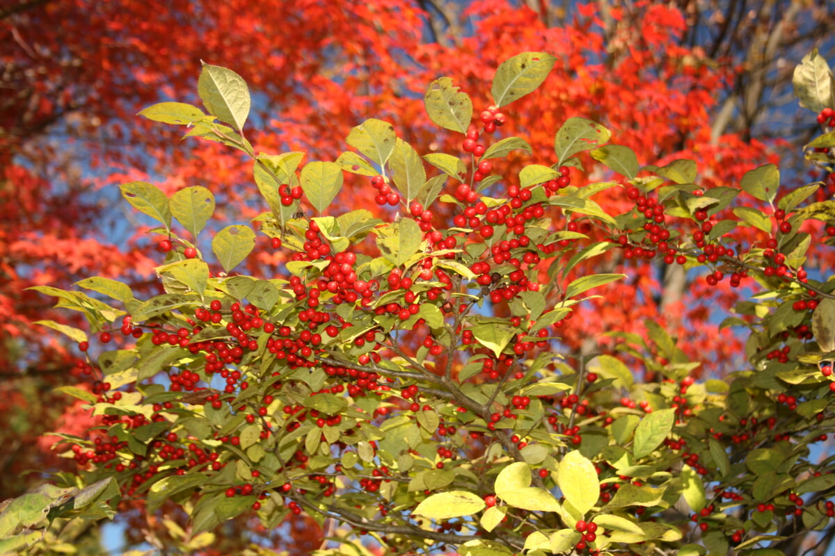 羽根谷だんだん公園の写真 ©Alpsdake(CC BY-SA 3.0)