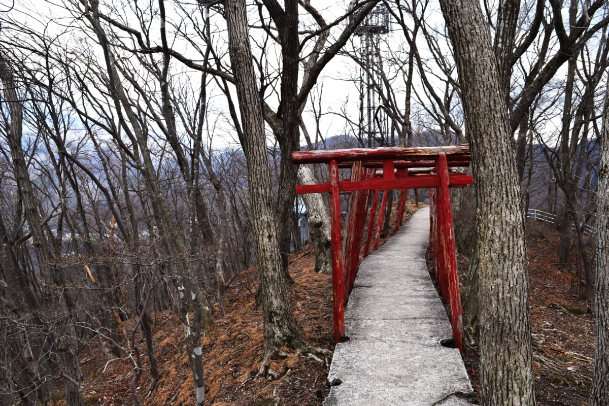 おさるの山の写真 