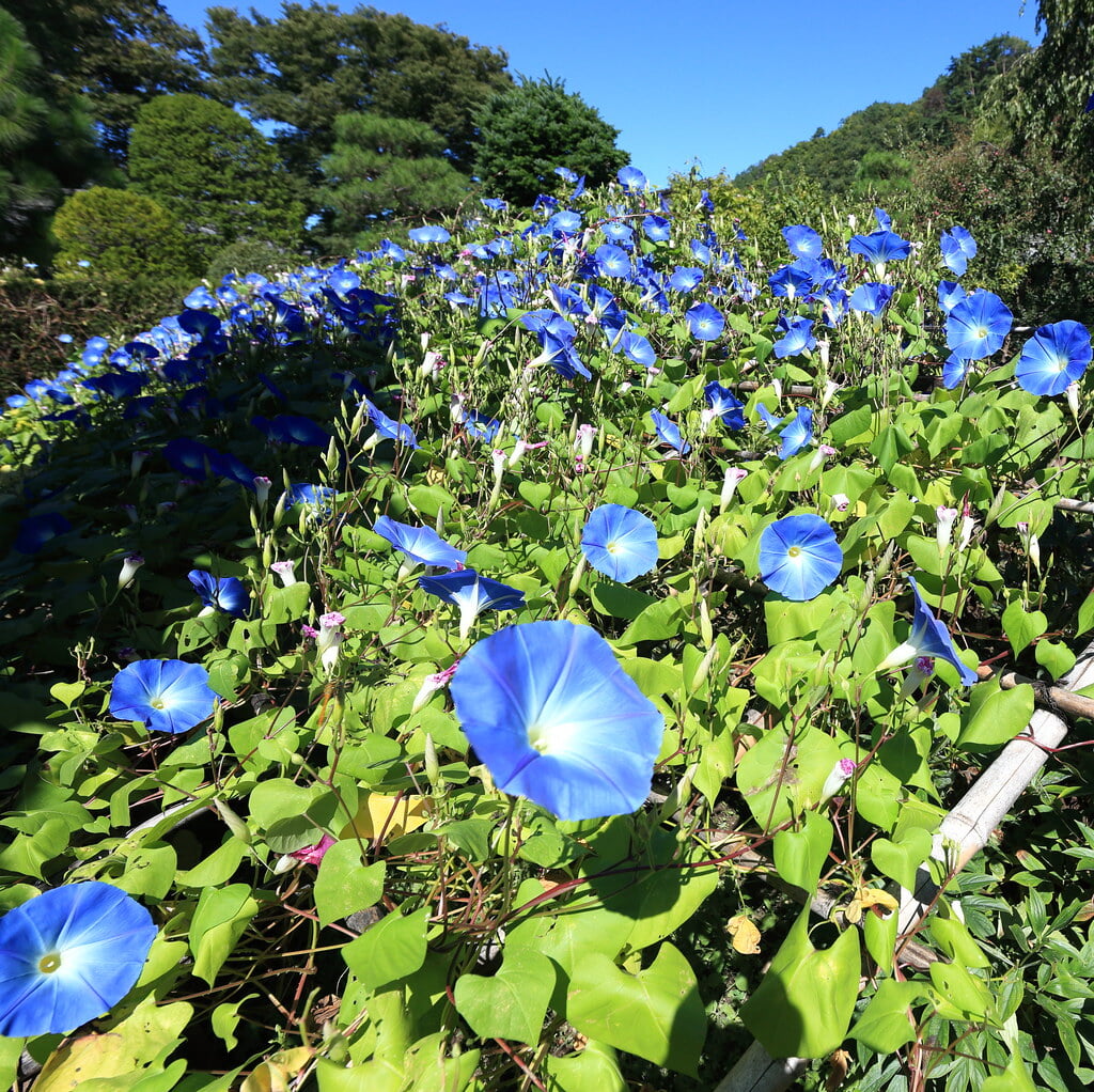 豪商の館・田中本家博物館の写真 ©TANAKA Juuyoh (田中十洋)(CC BY 2.0)