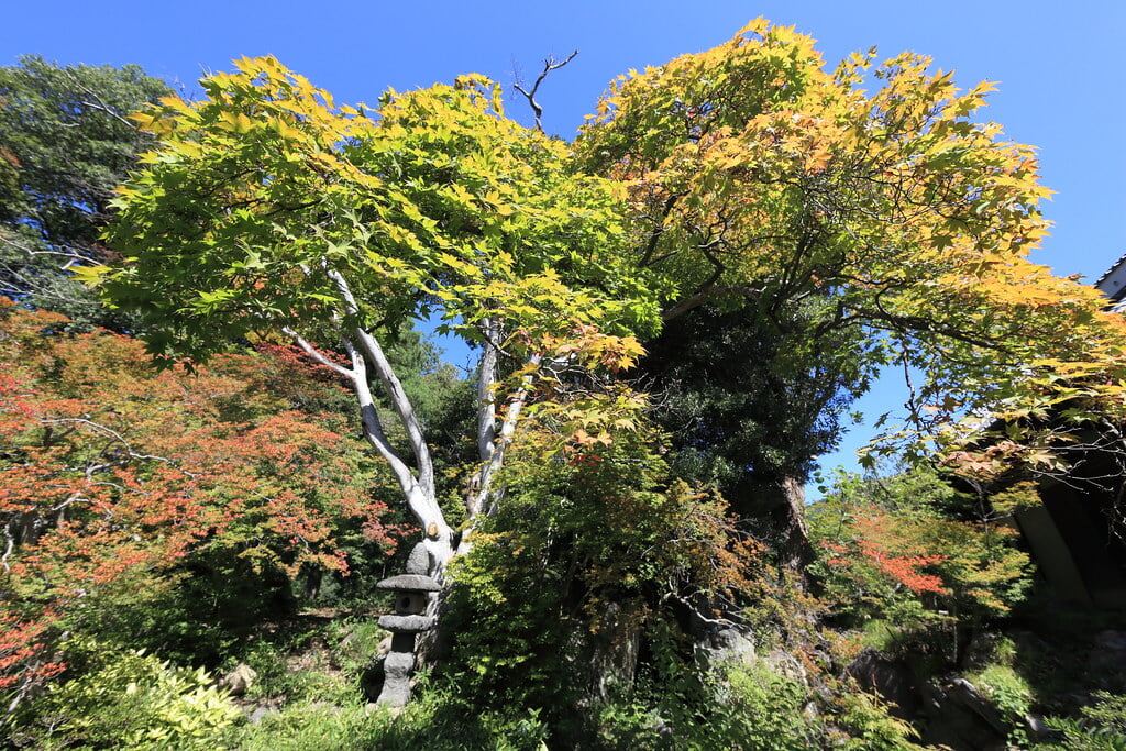 豪商の館・田中本家博物館の写真 ©TANAKA Juuyoh (田中十洋)(CC BY 2.0)