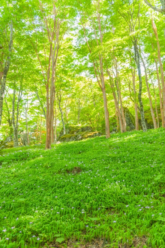 四国山岳植物園 岳人の森の写真 