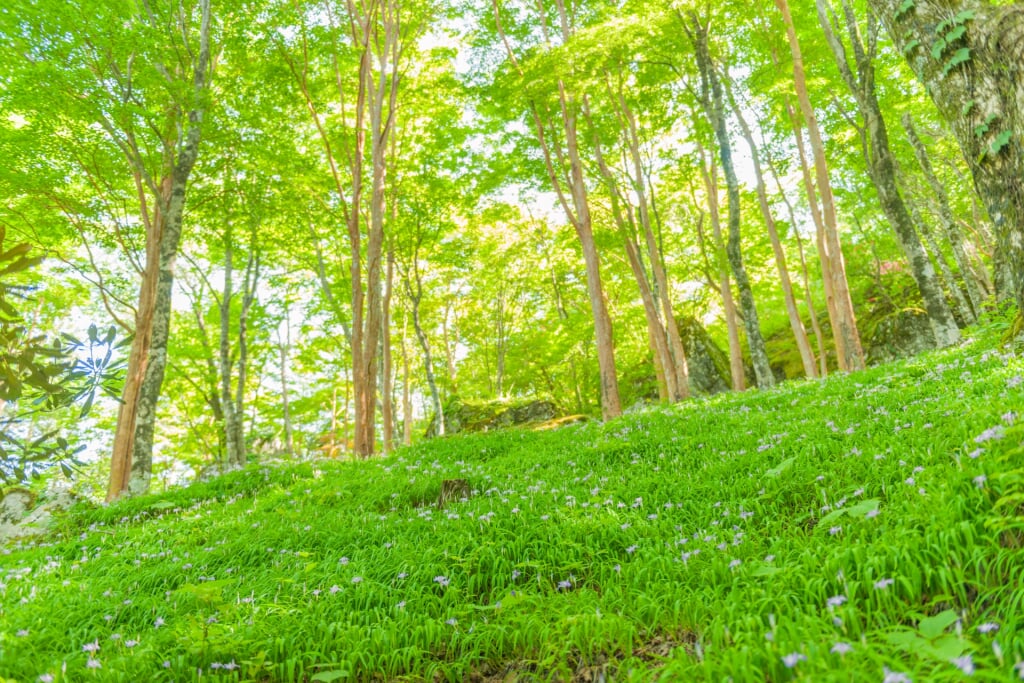 四国山岳植物園 岳人の森の写真 