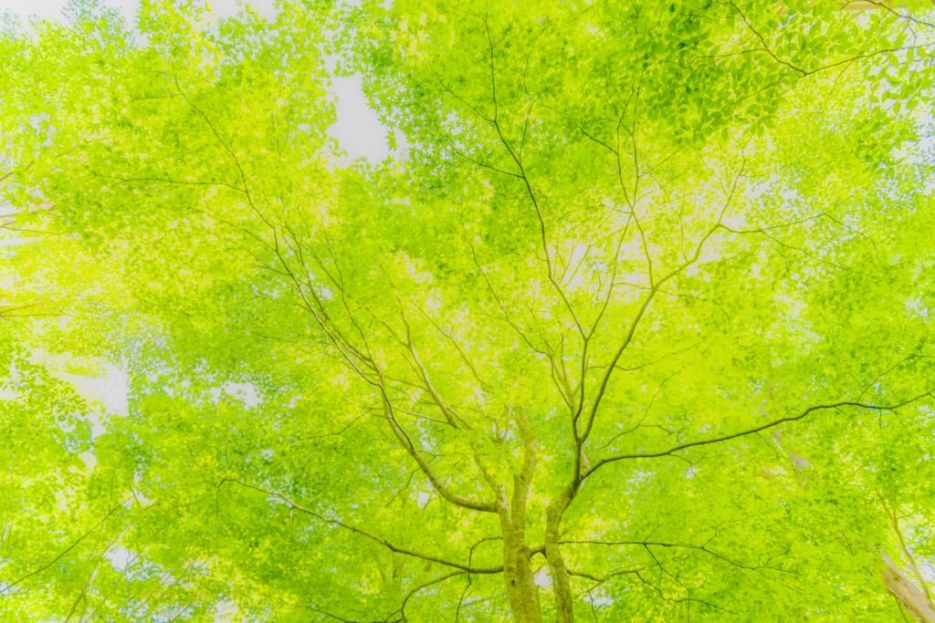 四国山岳植物園 岳人の森の写真 