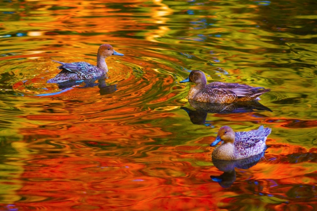 戸越公園の写真 