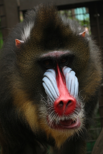 おびひろ動物園の写真 