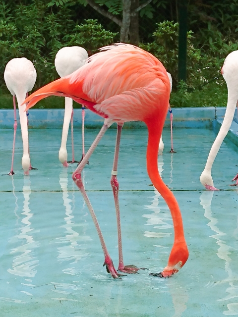 おびひろ動物園の写真 