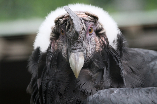 おびひろ動物園の写真 