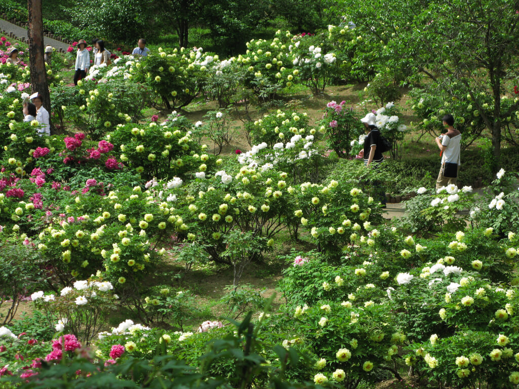 東松山ぼたん園の写真 ©京浜にけ(CC BY-SA 3.0)