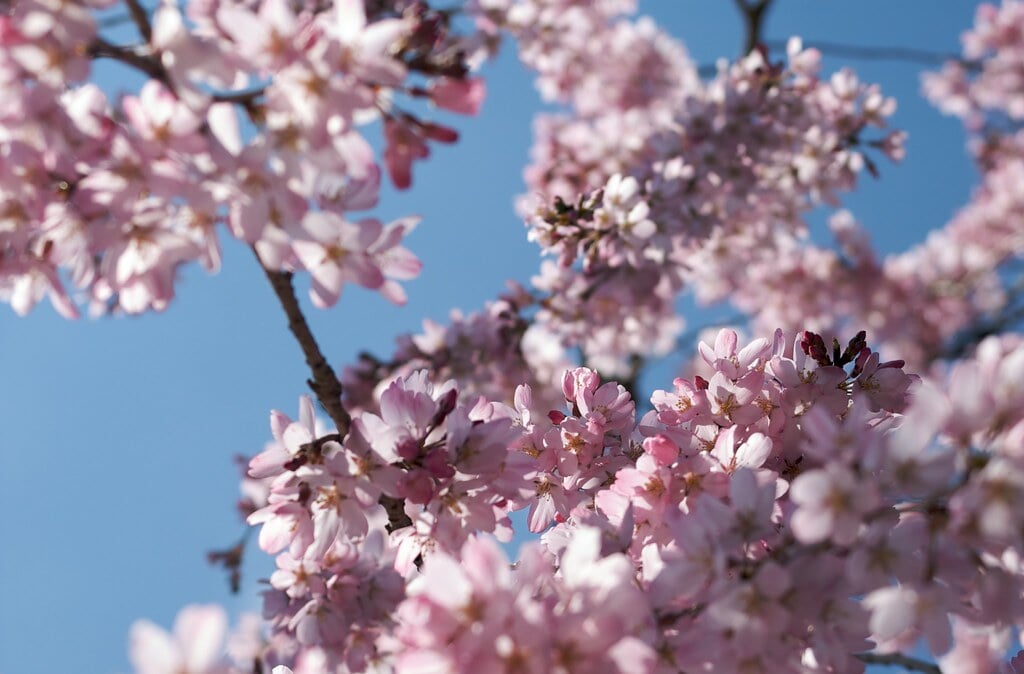 桜淵公園の写真 ©Paul Davidson(CC BY 2.0)