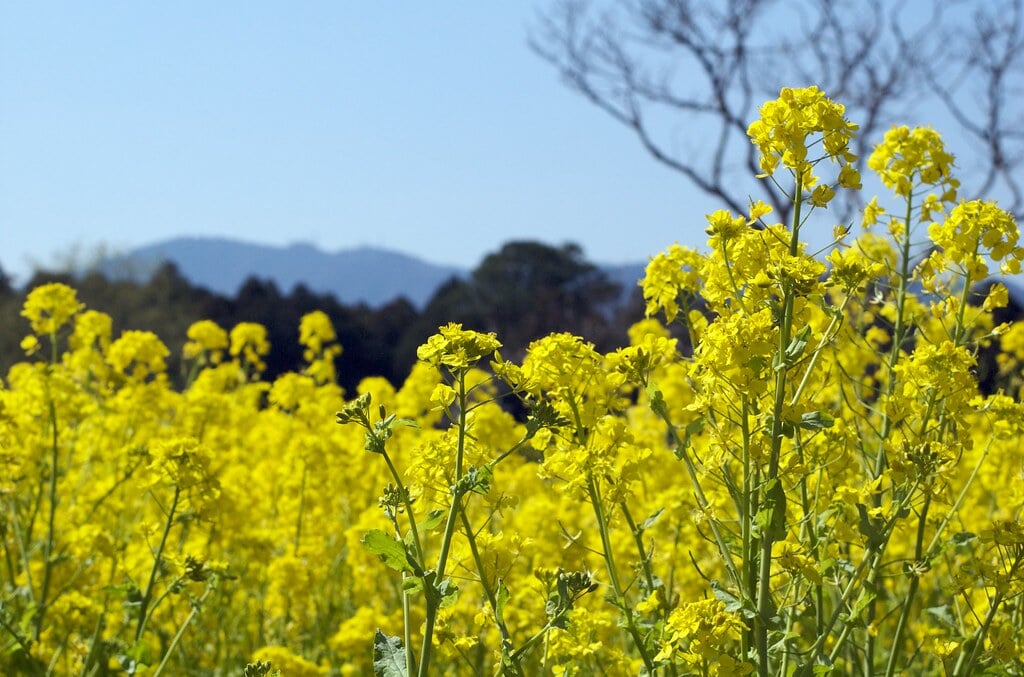 桜淵公園の写真 ©Paul Davidson(CC BY 2.0)