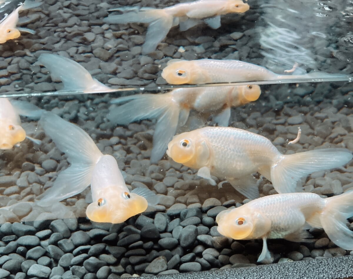 御殿場高原時之栖 水中楽園アクアリウムの写真 