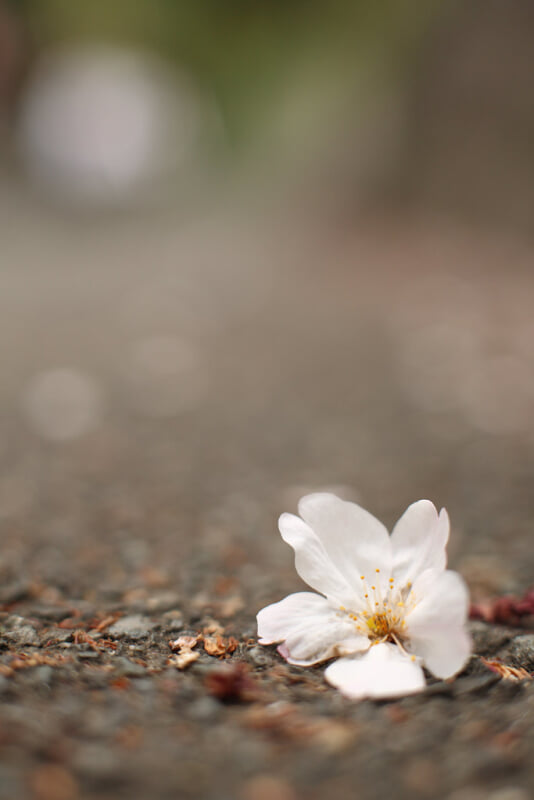 江戸川公園の写真 ©mrhayata(CC BY-SA 2.0)