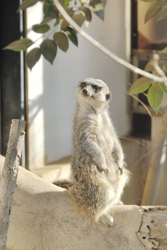 あらかわ遊園の写真 ©yoppy(CC BY 2.0)