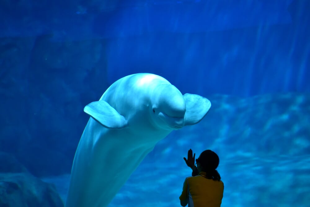 名古屋港水族館の写真 ©Bariston(CC BY-SA 4.0)