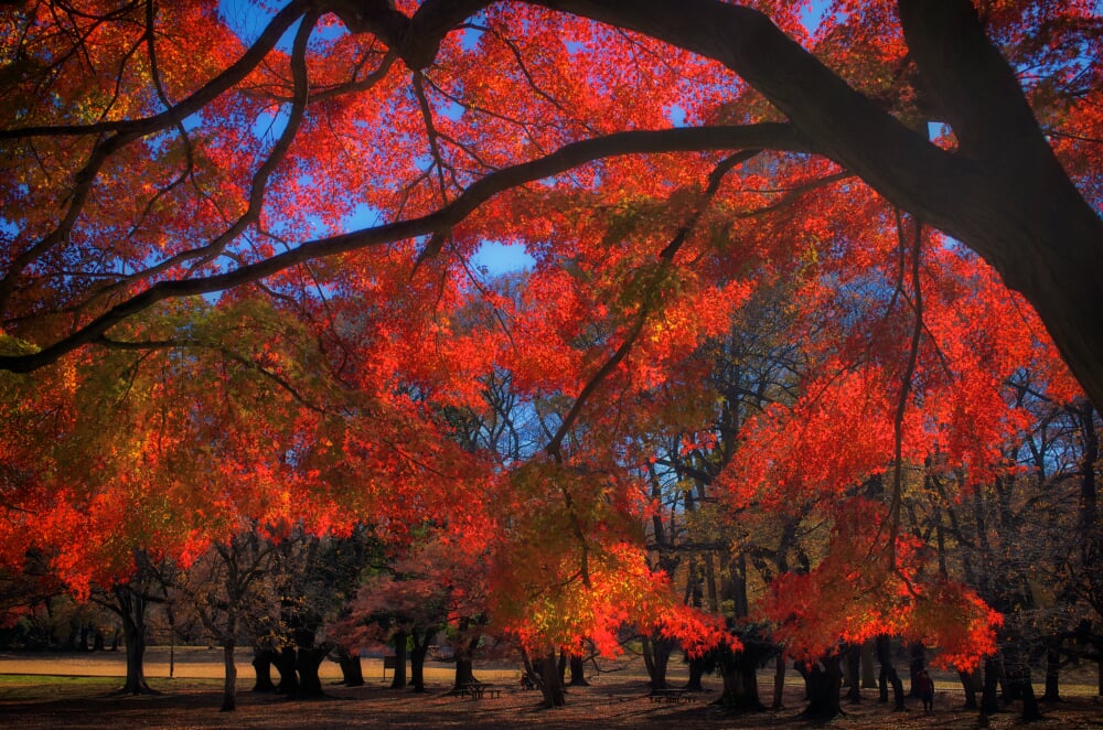 砧公園の写真 ©FoxyStranger Kawasaki(CC BY-SA 3.0)