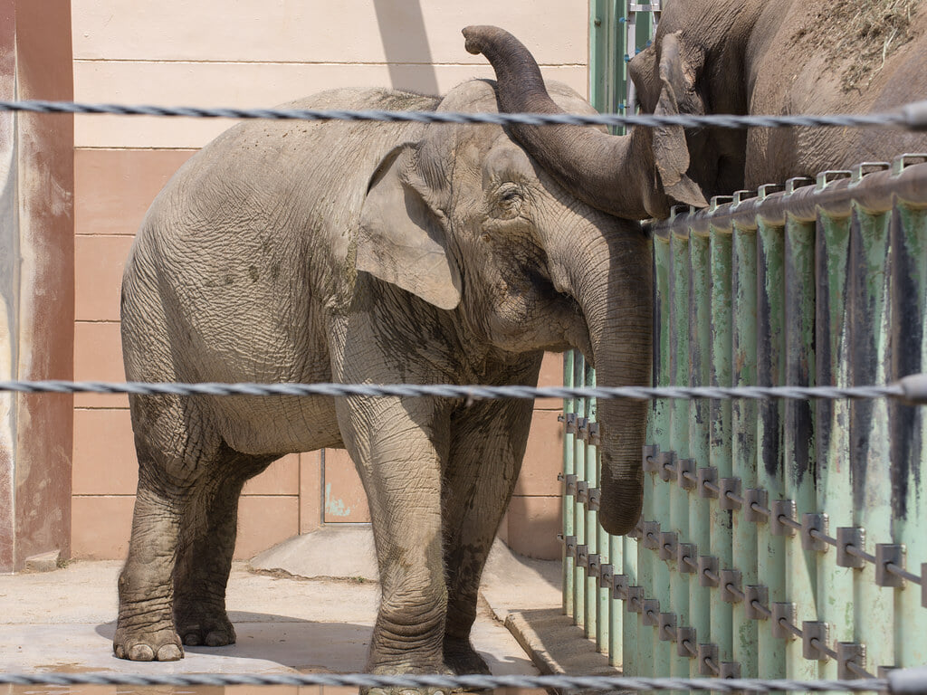 豊橋総合動植物公園・のんほいパークの写真 ©nubobo(CC BY 2.0)