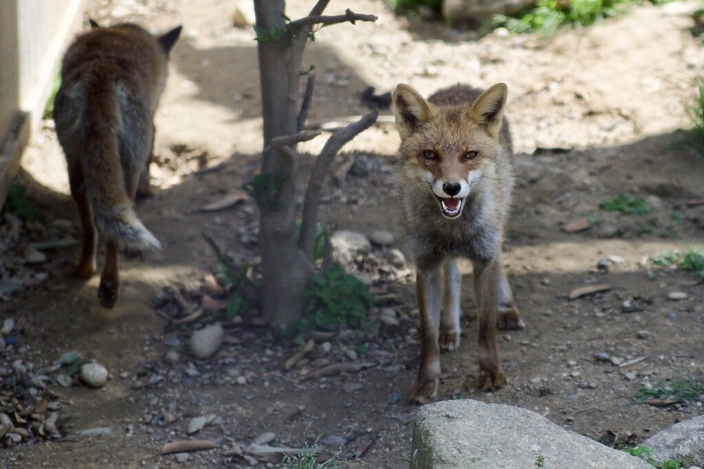 豊橋総合動植物公園・のんほいパークの写真 ©S.Brickman(CC BY-SA 2.0)