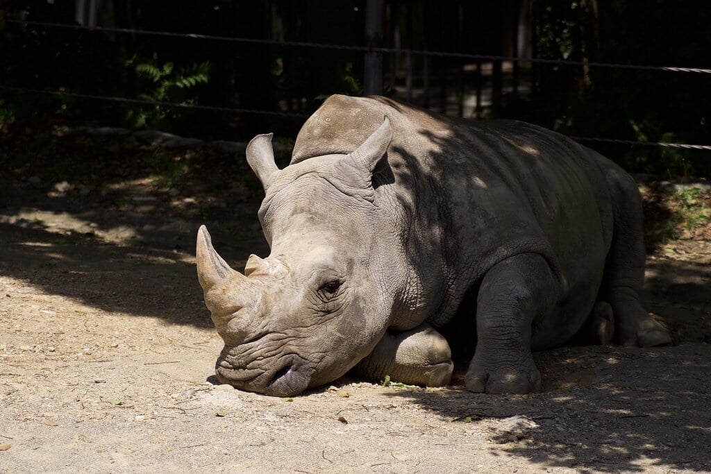 豊橋総合動植物公園・のんほいパークの写真 ©S.Brickman(CC BY-SA 2.0)