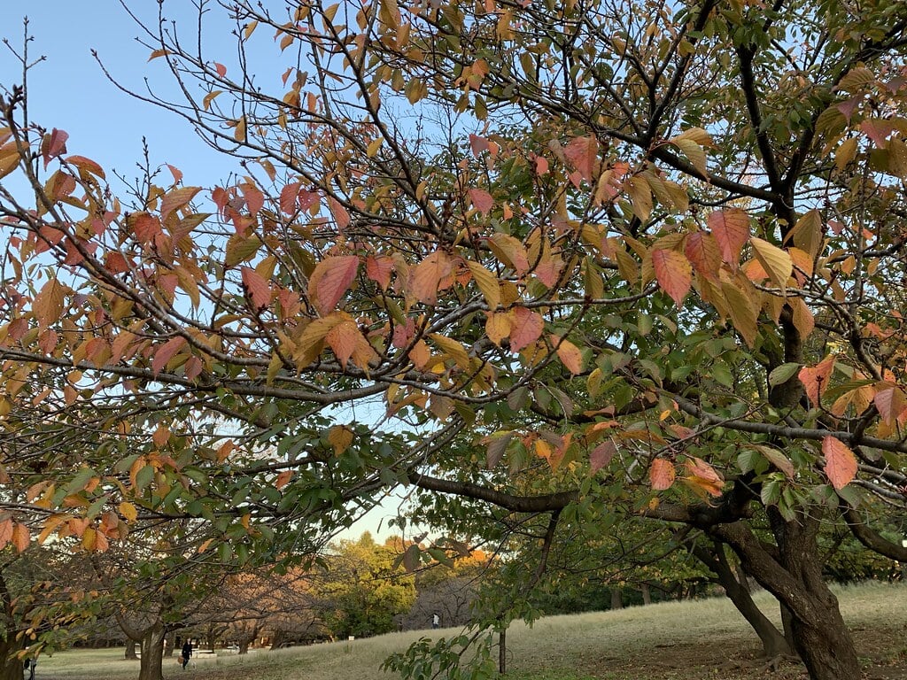 光が丘公園の写真 ©Mikhail+Kotykhov(CC BY 2.0)