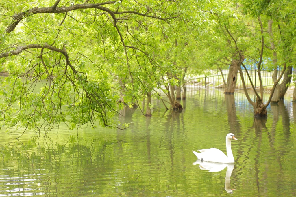 蜻蛉池公園の写真 