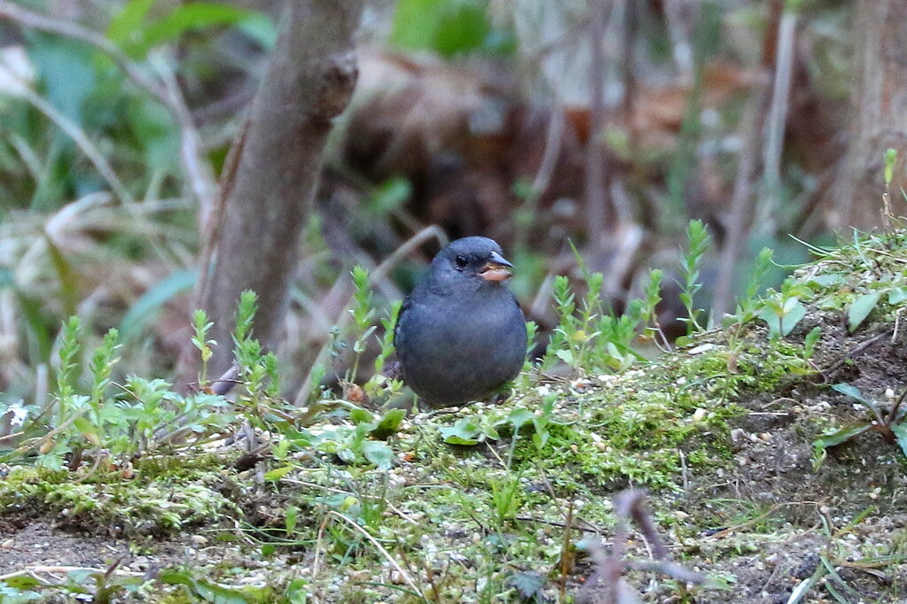 蜻蛉池公園の写真 ©jodowakayama(CC BY 2.0)