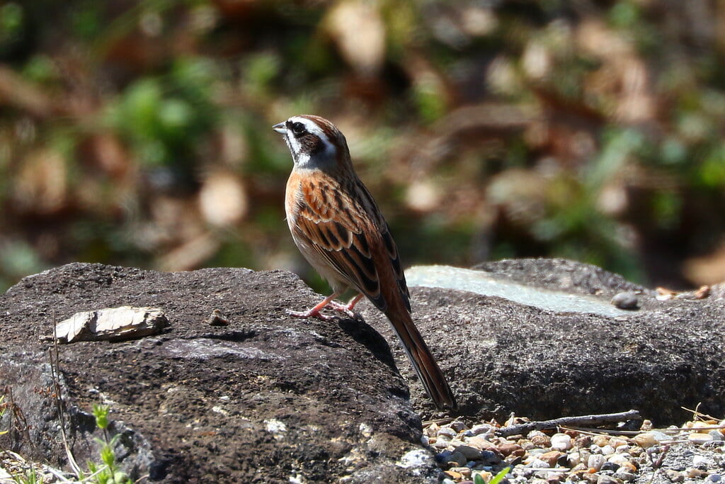 蜻蛉池公園の写真 ©jodowakayama(CC BY 2.0)