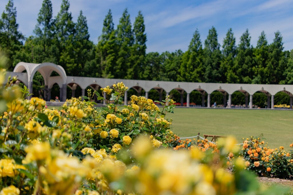 蜻蛉池公園の写真 