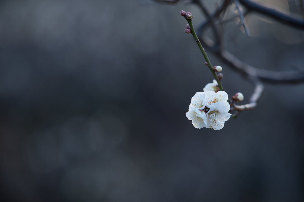 池上梅園の写真 ©Zengame(CC BY 2.0)