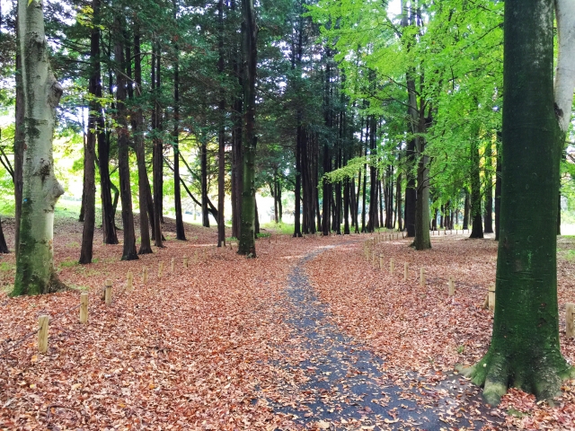 小金井公園の写真 