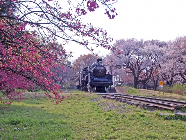 小金井公園の写真 