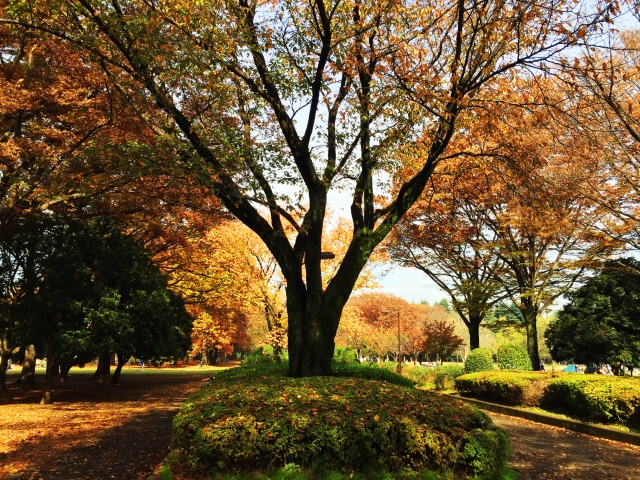 小金井公園の写真 