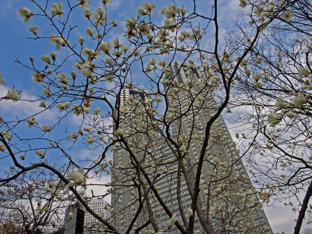 新宿中央公園の写真 ©tata_aka_T(CC BY 2.0)