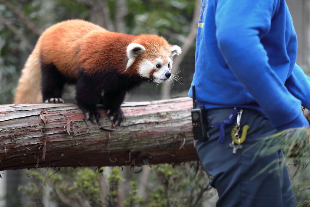 羽村市動物公園の写真 ©OHTAKE+Tomohiro(CC BY 2.0)