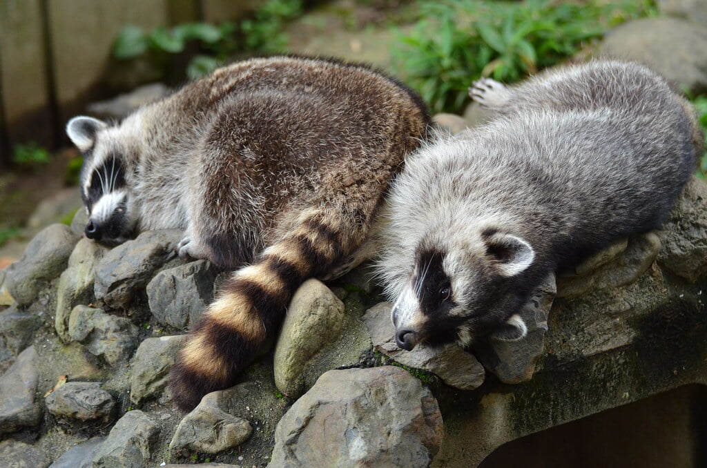 羽村市動物公園の写真 ©tsukunepapa(CC BY 2.0)