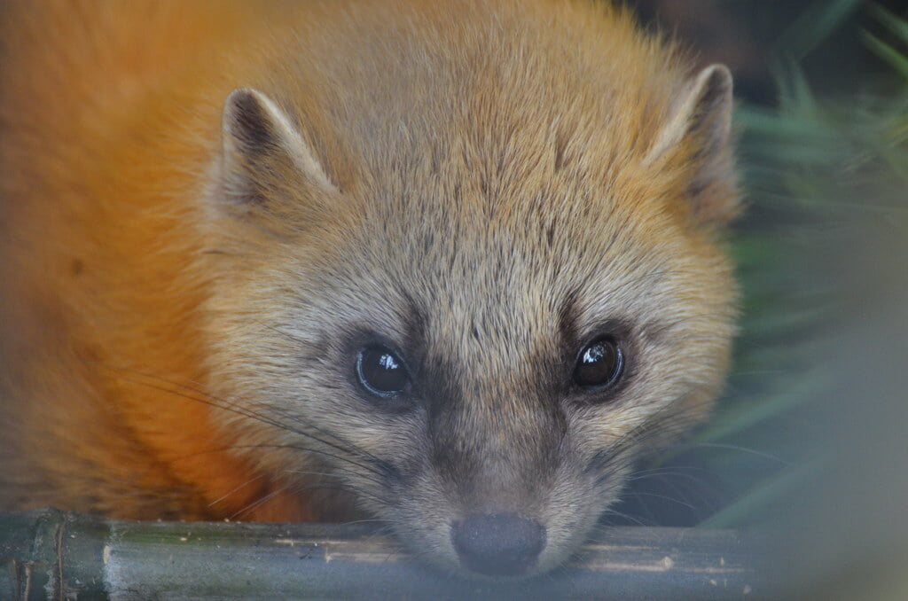 羽村市動物公園の写真 ©tsukunepapa(CC BY 2.0)