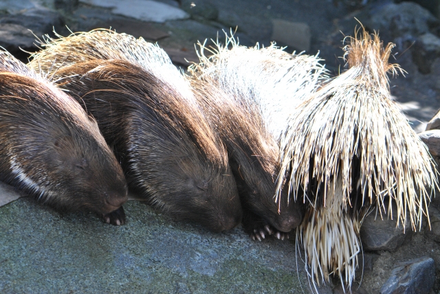 羽村市動物公園の写真 