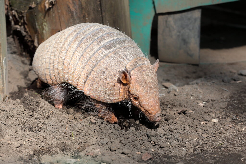 羽村市動物公園の写真 ©OHTAKE+Tomohiro(CC BY 2.0)