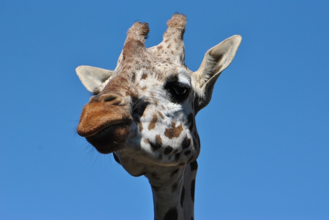 羽村市動物公園の写真 