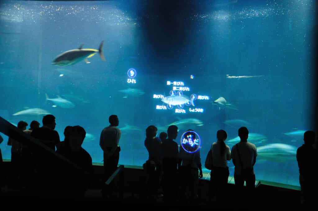 葛西臨海水族園の写真 ©ajari from Japan(CC BY 2.0)