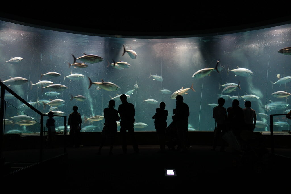 葛西臨海水族園の写真 ©hiyang.on.flickr(CC BY 2.0)