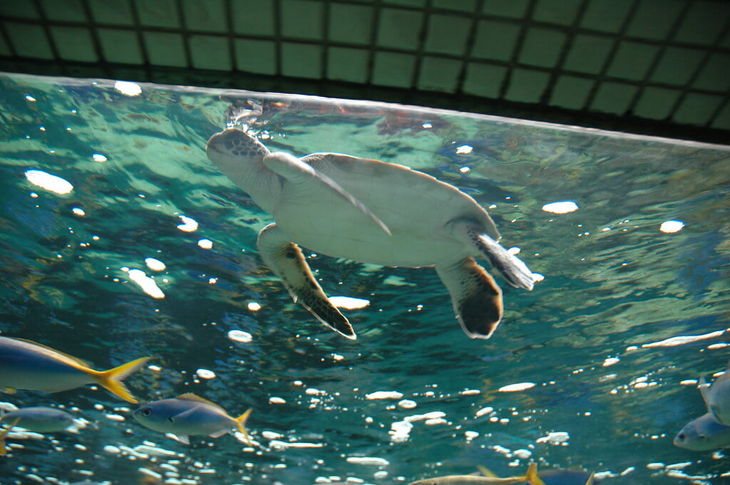 葛西臨海水族園の写真 ©masayukig(CC BY 2.0)