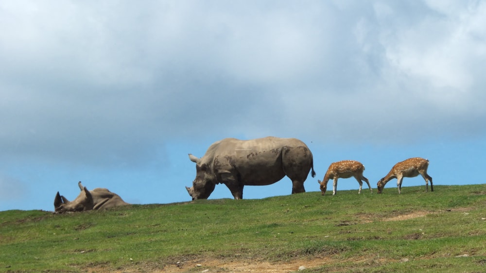 九州自然動物公園アフリカンサファリの写真 ©にほ さん https://commons.wikimedia.org/wiki/File:%E4%B9%9D%E5%B7%9E%E8%87%AA%E7%84%B6%E5%8B%95%E7%89%A9%E5%85%AC%E5%9C%92%E3%82%A2%E3%83%95%E3%83%AA%E3%82%AB%E3%83%B3%E3%82%B5%E3%83%95%E3%82%A1%E3%83%AA1.jpg