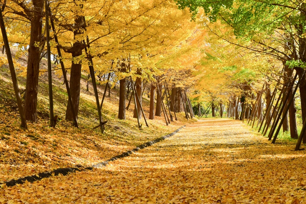 伊勢原市 総合運動公園の写真 