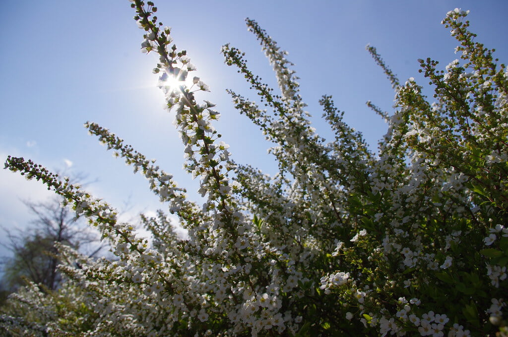 舎人公園の写真 ©motoshi ohmori(CC BY 2.0)