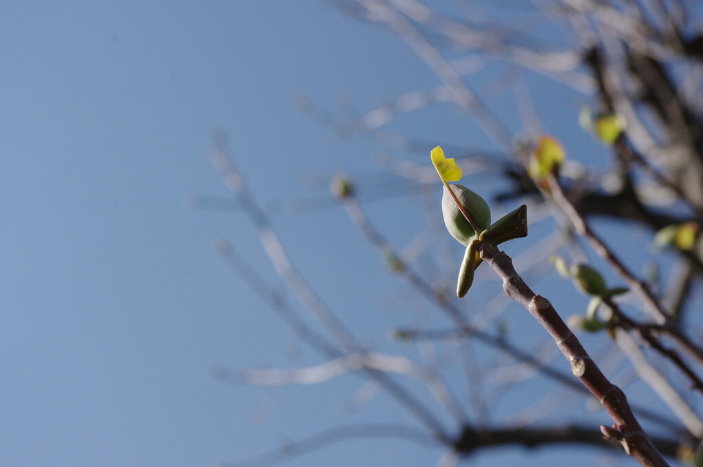 舎人公園の写真 ©motoshi ohmori(CC BY 2.0)