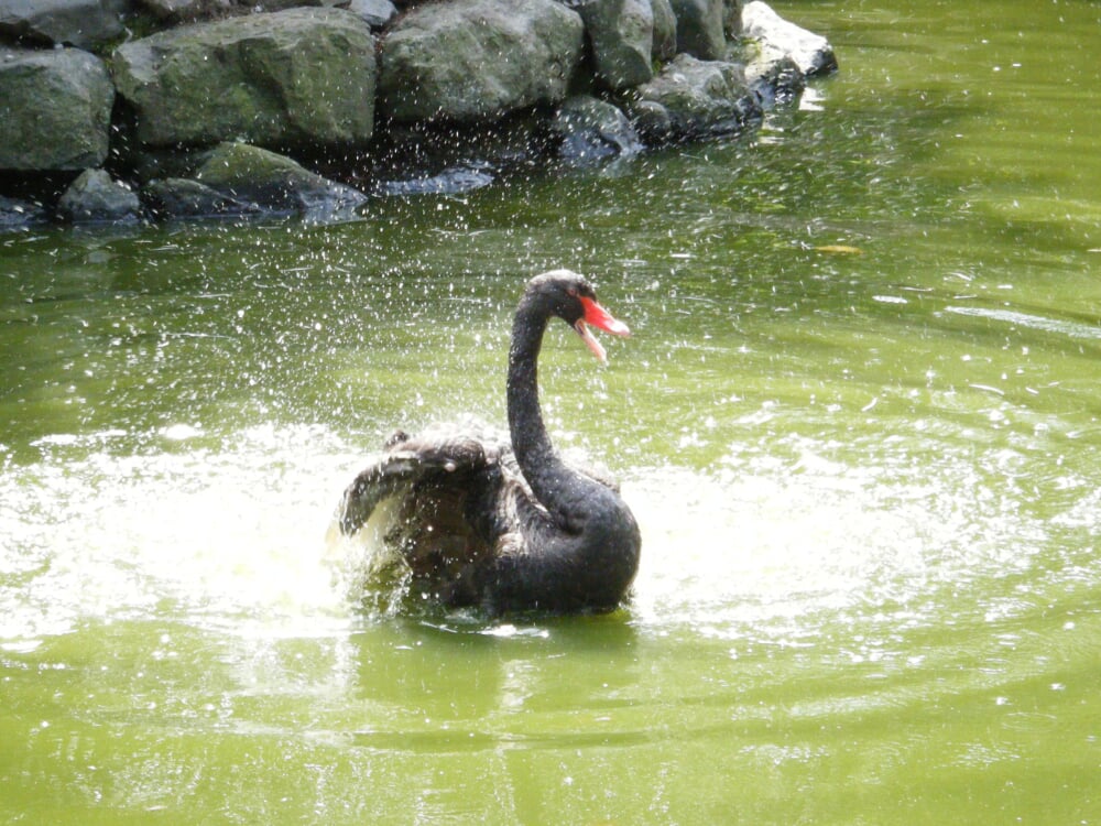 旭川市旭山動物園の写真 ©欅(CC BY-SA 3.0)