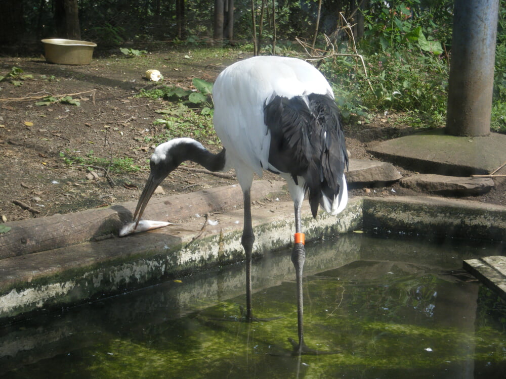 旭川市旭山動物園の写真 ©欅(CC BY-SA 3.0)