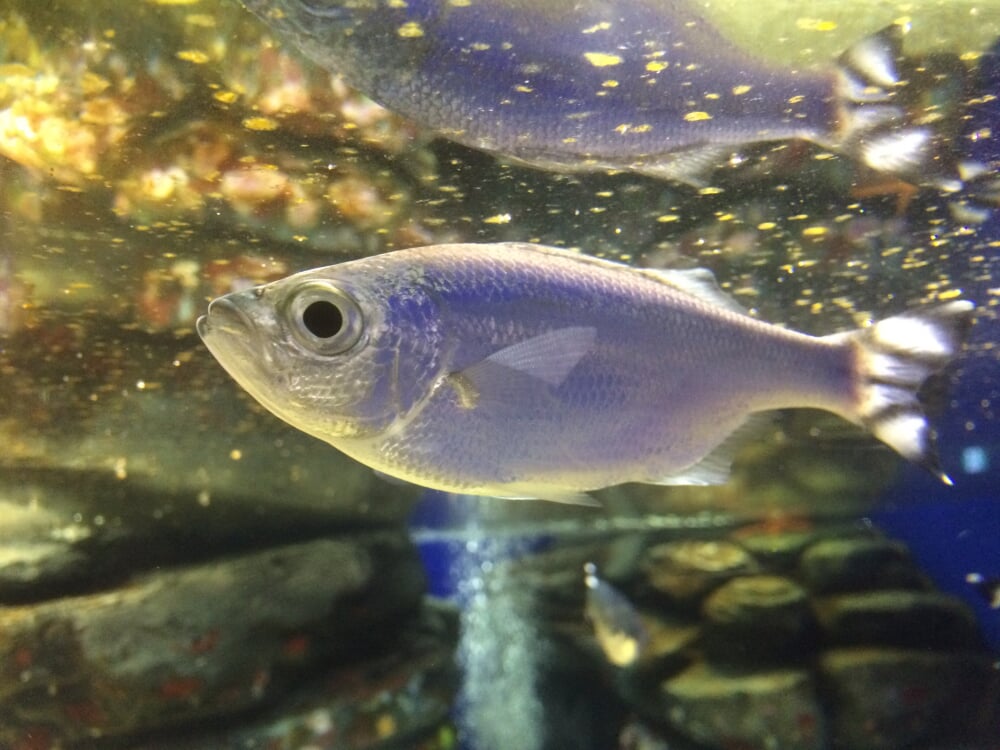 足立区生物園の写真 ©ゆうき315(CC BY-SA 4.0)