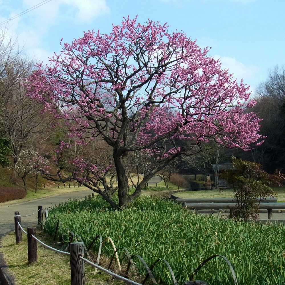 錦織公園の写真 ©Nankou Oronain (as36…(CC BY-SA 3.0)