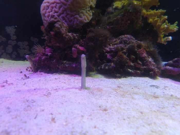 沼津港深海水族館 シーラカンス・ミュージアムの写真 